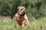 SHAR-PEI 818